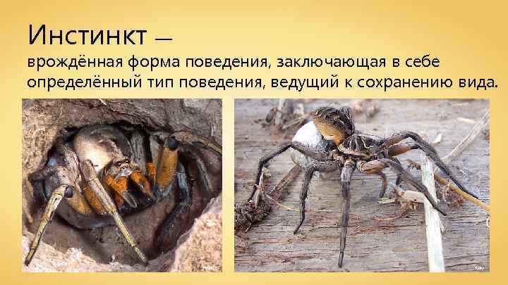 Инстинкт — врождённая форма поведения, заключающая в себе определённый тип поведения, ведущий к сохранению