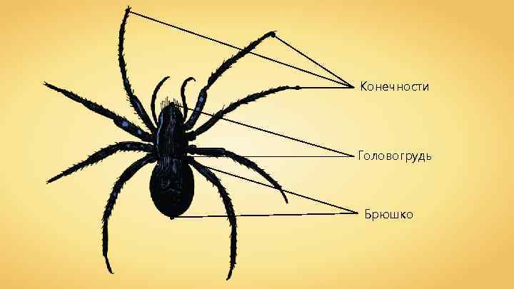 Конечности Головогрудь Брюшко 