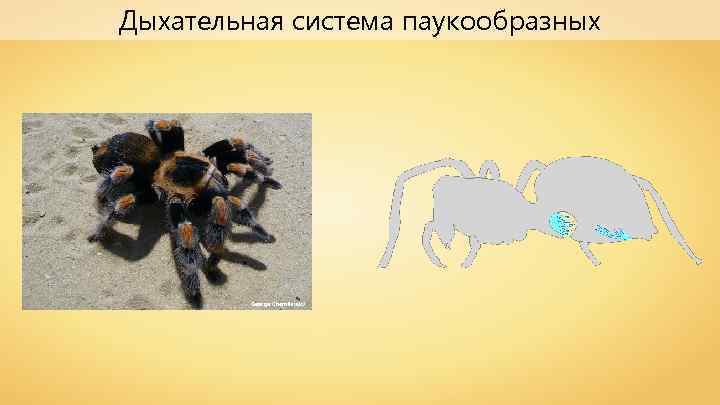 Дыхательная система паукообразных George Chernilevsky 