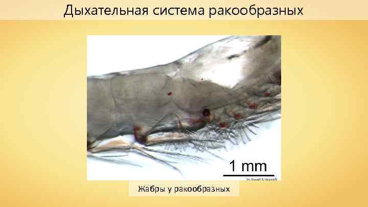 Дыхательная система ракообразных Dr. Russell R. Hopcroft Жабры у ракообразных 