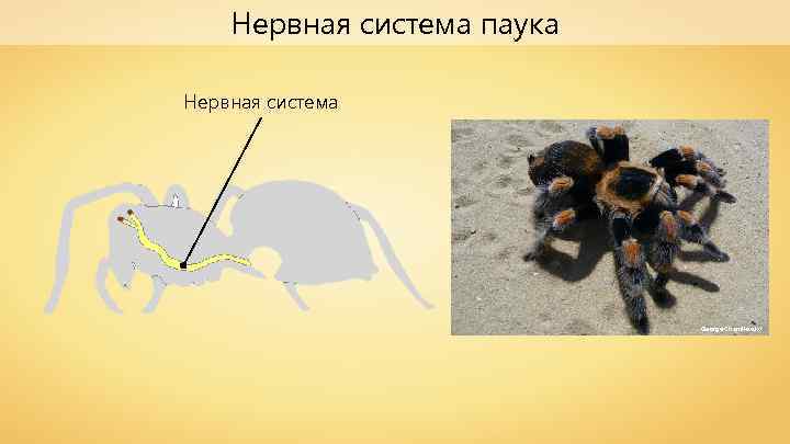 Нервная система паука Нервная система George Chernilevsky 