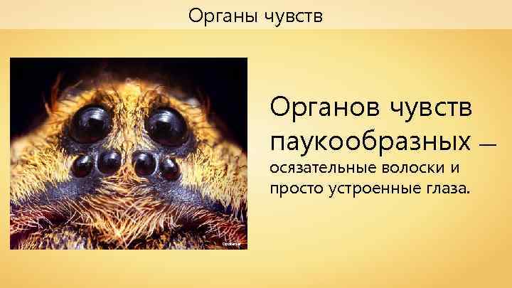 Органы чувств Органов чувств паукообразных — осязательные волоски и просто устроенные глаза. Opoterser 