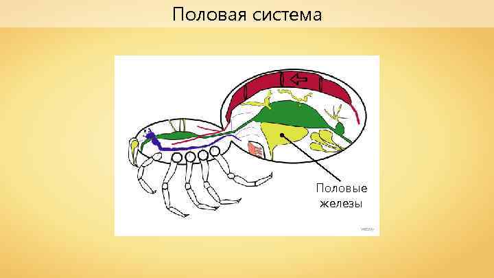 Половая система Половые железы Wassily 