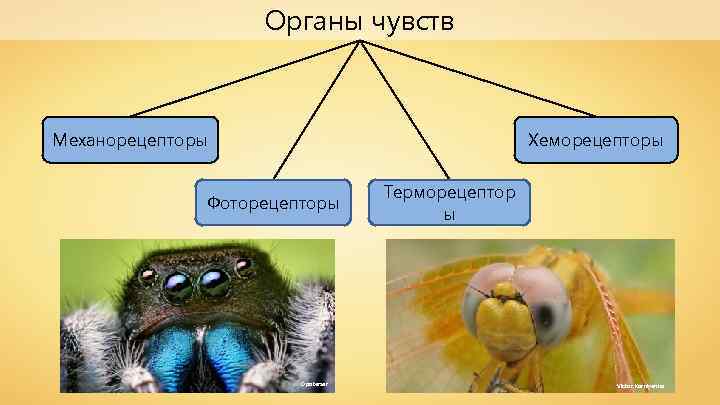 Органы чувств Механорецепторы Хеморецепторы Фоторецепторы Opoterser Терморецептор ы Victor Korniyenko 