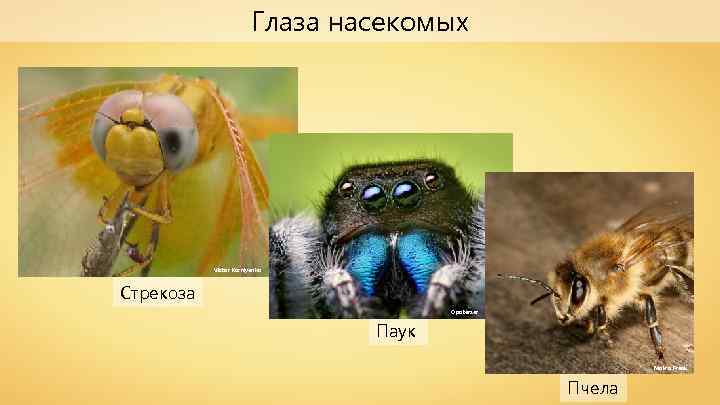 Глаза насекомых Victor Korniyenko Стрекоза Opoterser Паук Makro Freak Пчела 