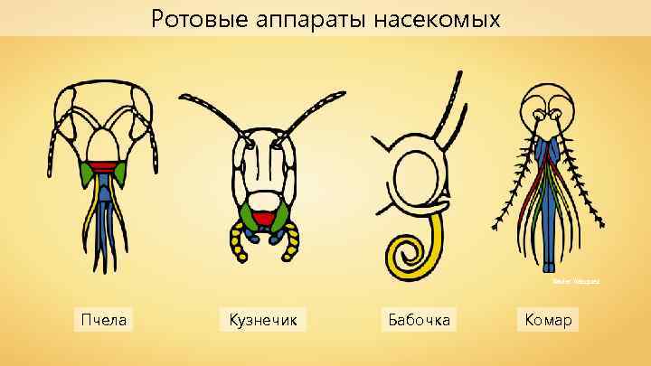 Ротовые аппараты насекомых Xavier Vázquez Пчела Кузнечик Бабочка Комар 