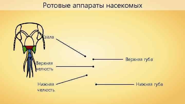 Ротовые аппараты насекомых Жвала Верхняя челюсть Нижняя челюсть Верхняя губа Нижняя губа 