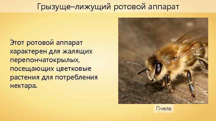 Грызуще–лижущий ротовой аппарат Этот ротовой аппарат характерен для жалящих перепончатокрылых, посещающих цветковые растения для