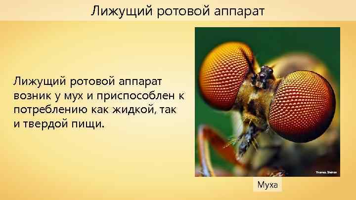 Лижущий ротовой аппарат возник у мух и приспособлен к потреблению как жидкой, так и