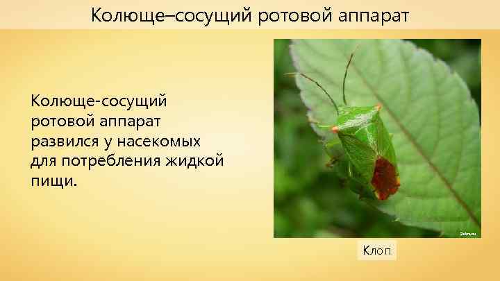 Колюще–сосущий ротовой аппарат Колюще-сосущий ротовой аппарат развился у насекомых для потребления жидкой пищи. Zeimusu