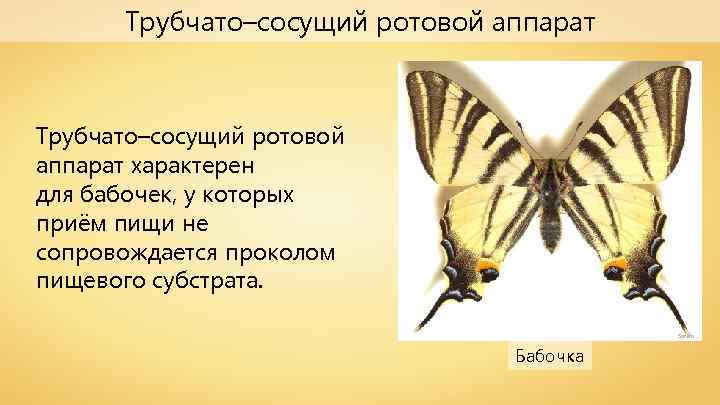 Трубчато–сосущий ротовой аппарат характерен для бабочек, у которых приём пищи не сопровождается проколом пищевого