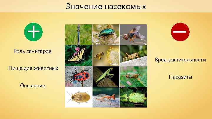 + Значение насекомых – Роль санитаров Вред растительности Пища для животных P. manchev Ryan