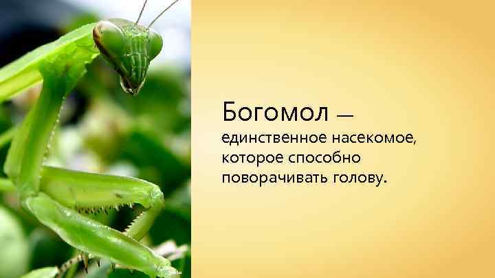 Богомол — единственное насекомое, которое способно поворачивать голову. Gothika 