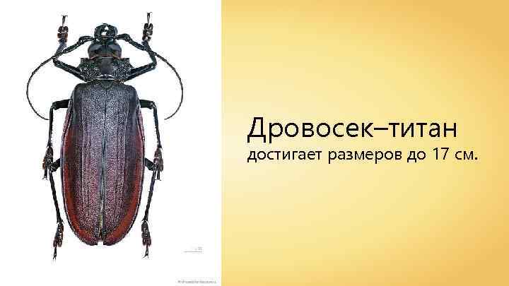 Дровосек–титан достигает размеров до 17 см. Archaeodontosaurus 