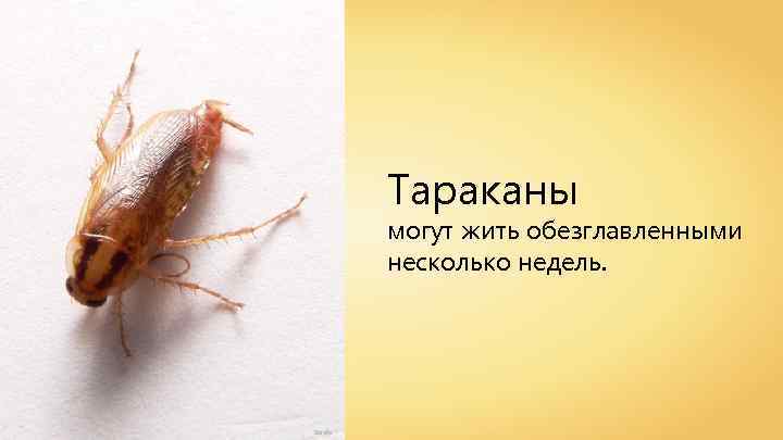 Тараканы могут жить обезглавленными несколько недель. Sarefo 