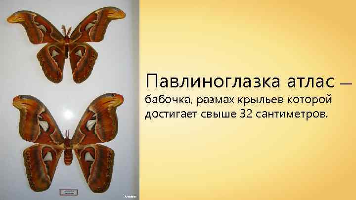 Павлиноглазка атлас — бабочка, размах крыльев которой достигает свыше 32 сантиметров. Anaxibia 