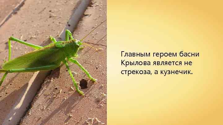 Главным героем басни Крылова является не стрекоза, а кузнечик. vow 