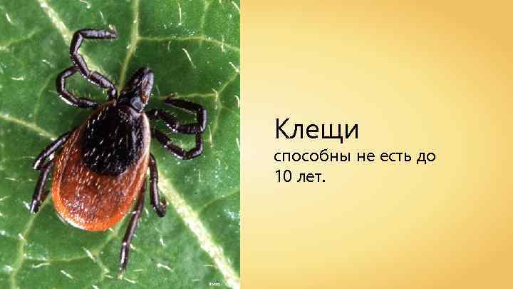 Клещи способны не есть до 10 лет. Xixtas 