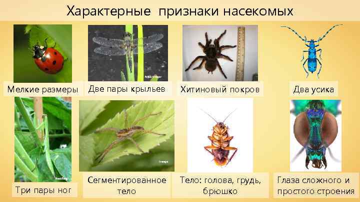 Характерные признаки насекомых Mike Krüger Мелкие размеры Две пары крыльев Хитиновый покров Два усика