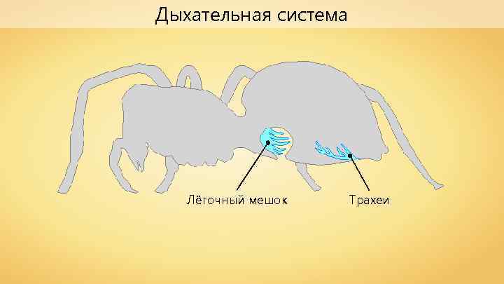 Дыхательная система Лёгочный мешок Трахеи 