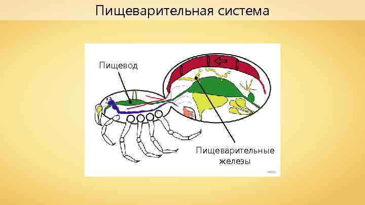 Пищеварительная система Пищевод Пищеварительные железы Wassily 