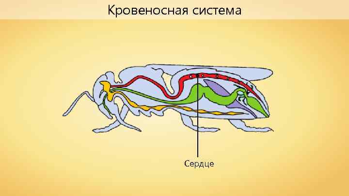 Кровеносная система Сердце 