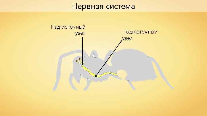 Нервная система Надглоточный узел Подглоточный узел 