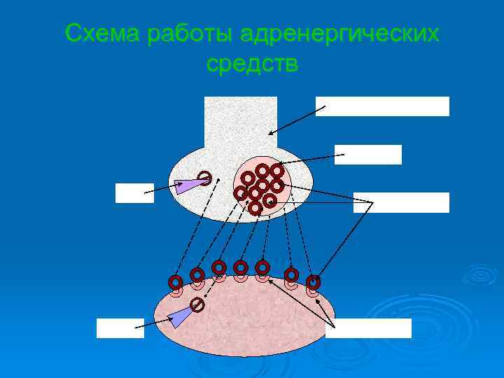 Схема работы адренергических средств Окончание нервного волокна Везикула МАО КОМТ Норадреналин Адренорецепторы 