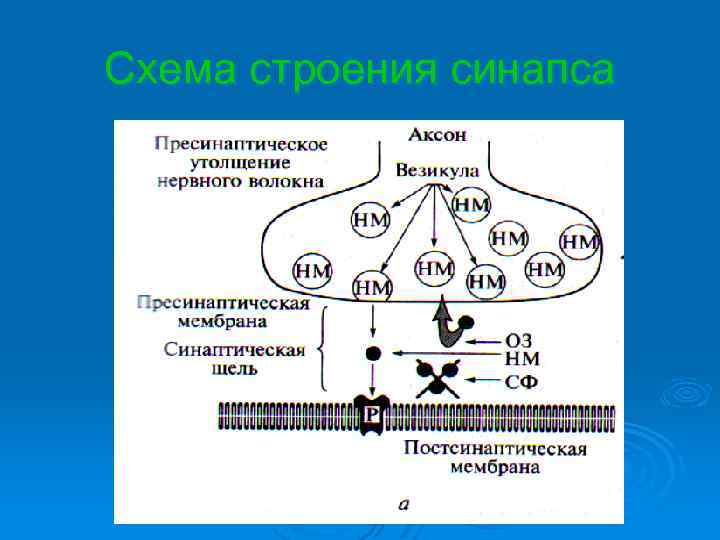 Схема строения синапса 