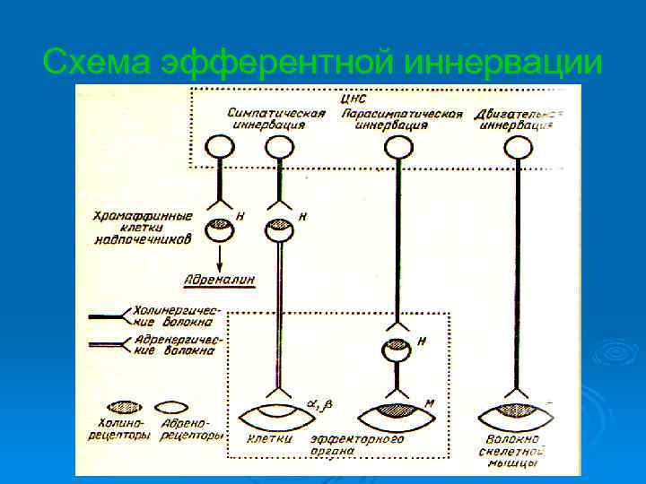 Схема эфферентной иннервации 