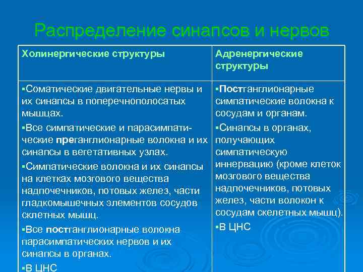 Распределение синапсов и нервов Холинергические структуры Адренергические структуры §Соматические двигательные нервы и §Постганглионарные их