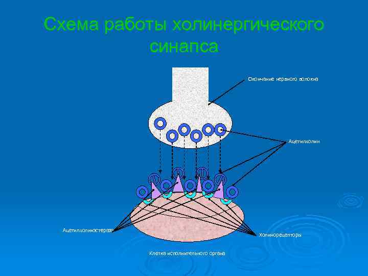 Схема работы холинергического синапса Окончание нервного волокна Ацетилхолинэстераза Холинорецепторы Клетка исполнительного органа 