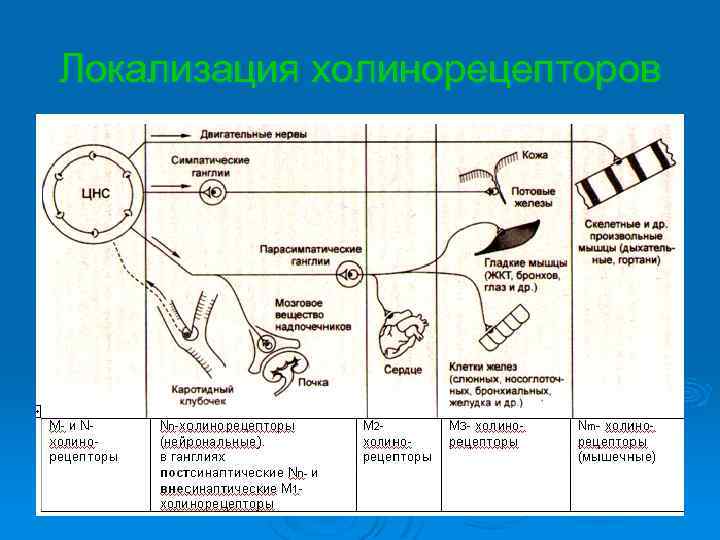 Локализация холинорецепторов 