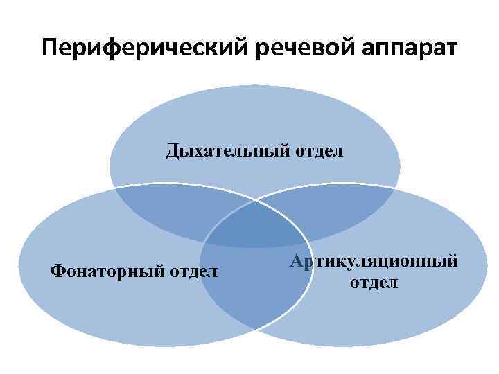 Периферический речевой аппарат Дыхательный отдел Фонаторный отдел Артикуляционный отдел 