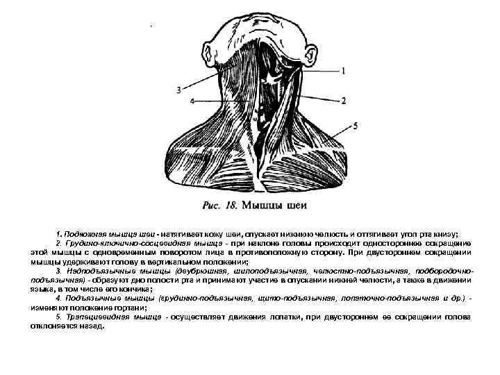 1. Подкожная мышца шеи - натягивает кожу шеи, опускает нижнюю челюсть и оттягивает угол