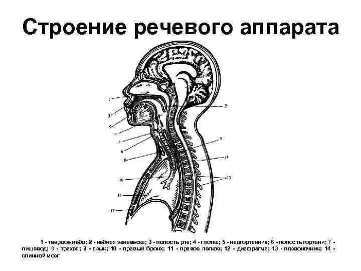 Строение речевого аппарата 1 - твердое небо; 2 - небная занавеска; 3 - полость