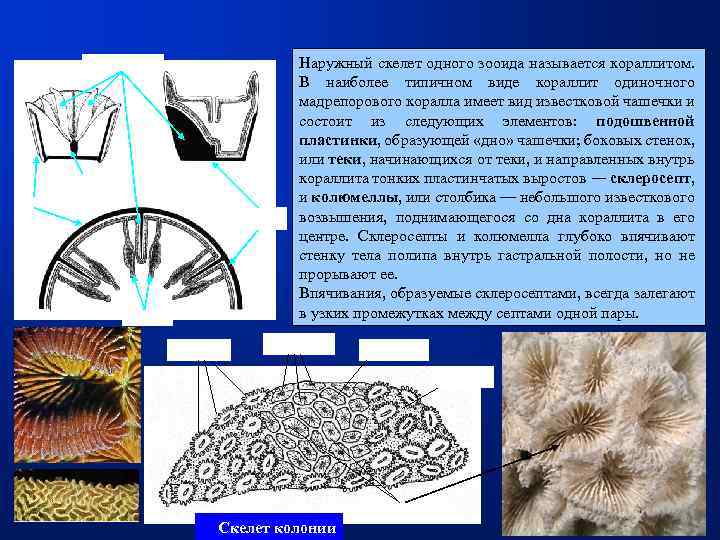  Наружный скелет одного зооида называется кораллитом. В наиболее типичном виде кораллит одиночного мадрепорового