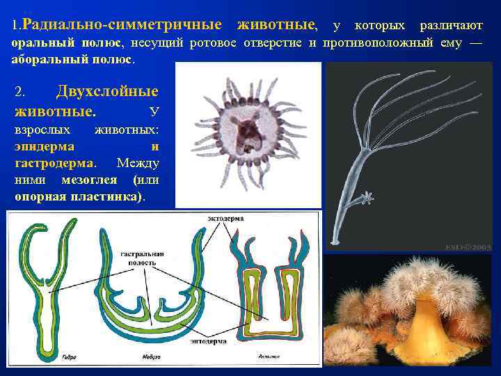 1. Радиально-симметричные животные, у которых различают оральный полюс, несущий ротовое отверстие и противоположный ему