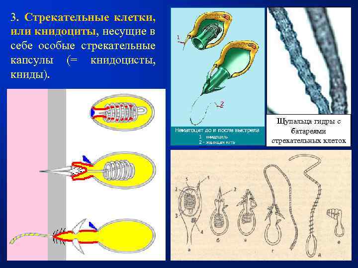 3. Стрекательные клетки, или книдоциты, несущие в себе особые стрекательные капсулы (= книдоцисты, книды).