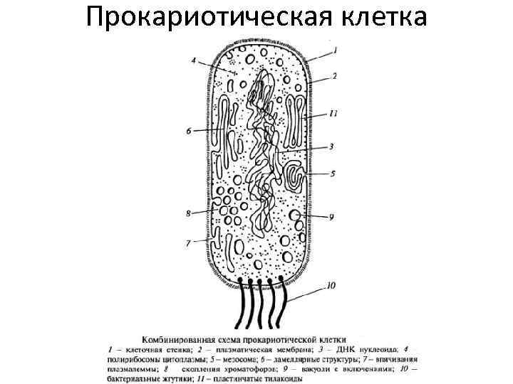 Прокариотическая клетка 