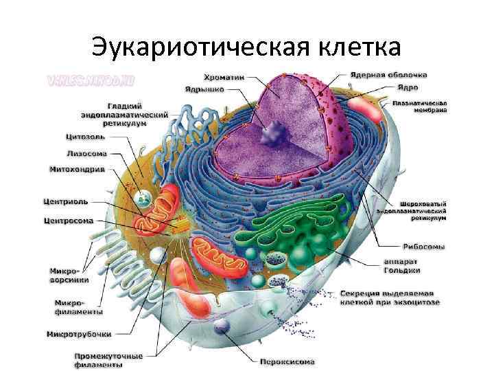 Эукариотическая клетка 