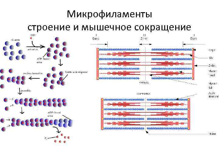   Микрофиламенты строение и мышечное сокращение 