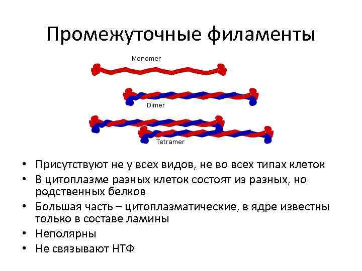   Промежуточные филаменты • Присутствуют не у всех видов, не во всех типах