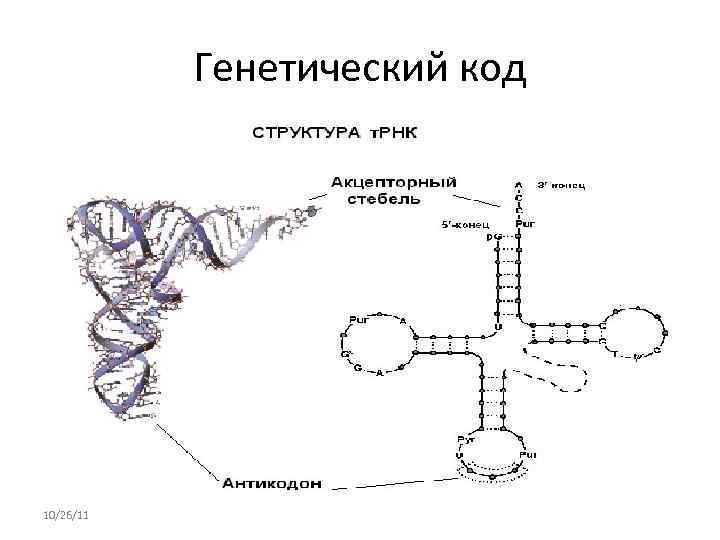   Генетический код 10/26/11 