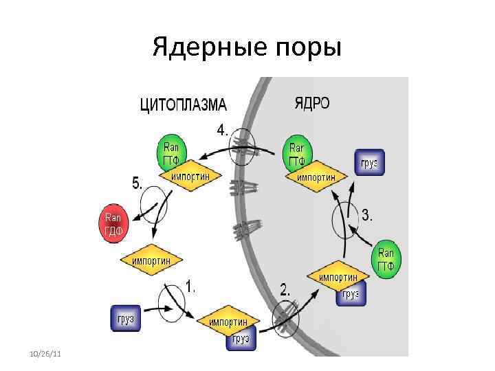 Ядерные поры. Через ядерные поры из ядра транспортируются. Через ядерные поры в ядро. Функции пор в ядре. Транспорт через ядерные поры импортин.