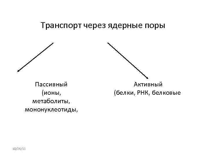   Транспорт через ядерные поры    Пассивный   Активный 