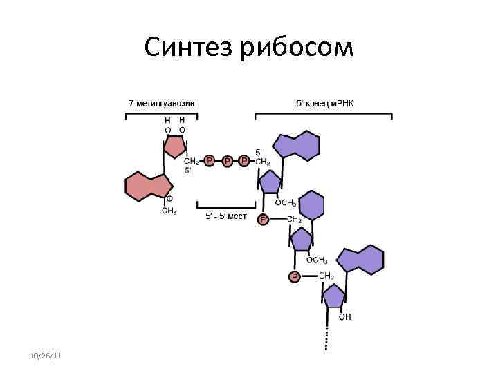   Синтез рибосом 10/26/11 