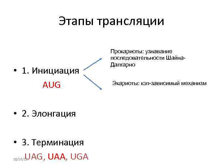   Этапы трансляции    Прокариоты: узнавание     последовательности