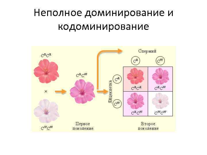 Презентация на тему неполное доминирование