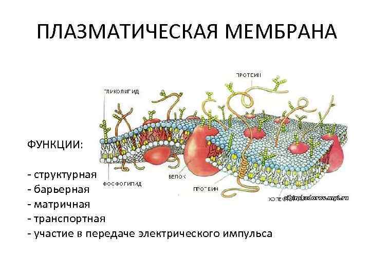  ПЛАЗМАТИЧЕСКАЯ МЕМБРАНА  ФУНКЦИИ:  - структурная - барьерная - матричная - транспортная